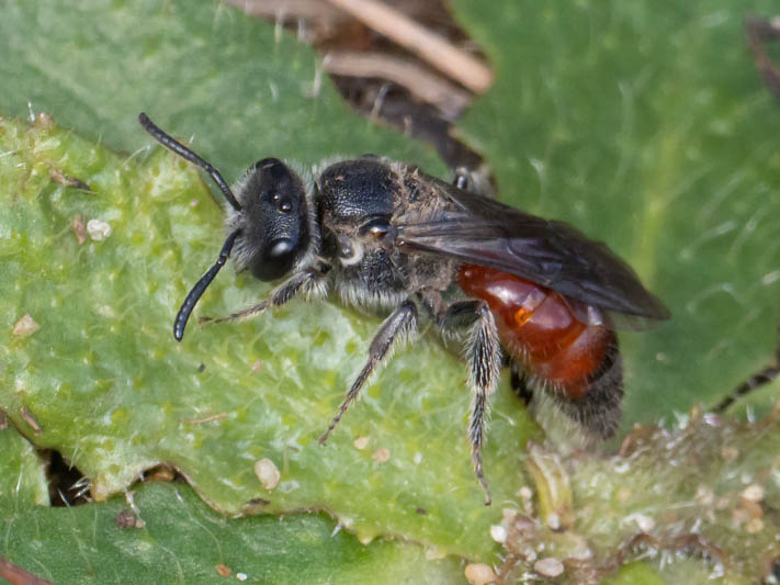Sphecodes pellucidus (Sandpit Blood Bee).jpg